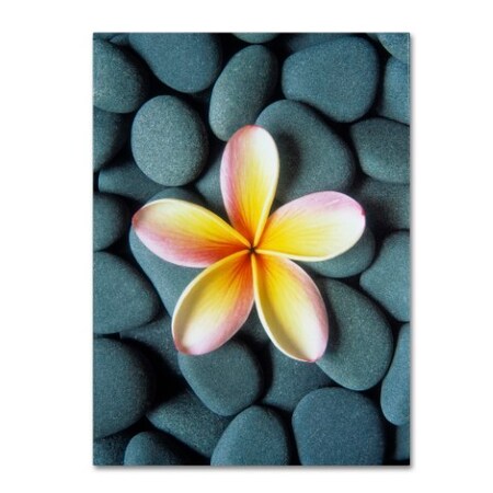 Trademark Fine Art David Evans 'Plumeria & Pebbles 5' Canvas Art, 24x32 DE0115-C2432GG